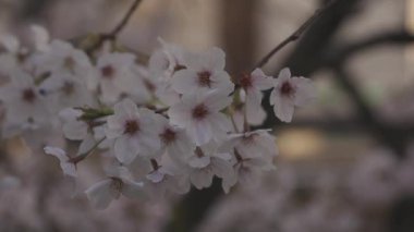 Gölge Kiraz Çiçeği Bahar Gününde Yakın plan