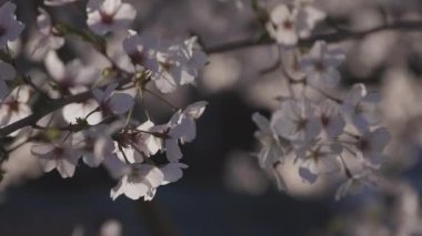 Baharda kiraz çiçeği açar.