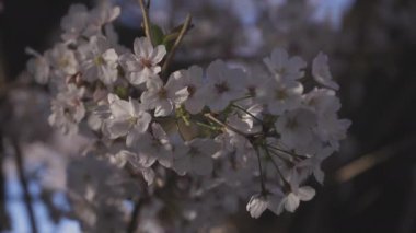 Baharda kiraz çiçeği açar.