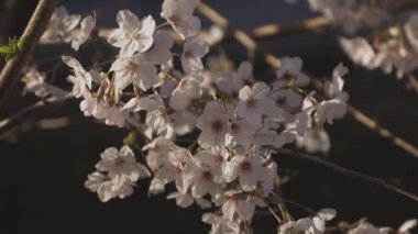 Baharda kiraz çiçeği açar.