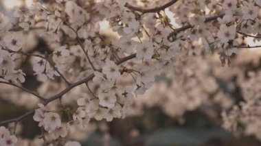 Baharda kiraz çiçeği açar.