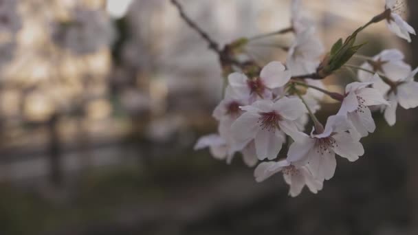 Stín Cherry květ na jaře denní detailní záběr — Stock video