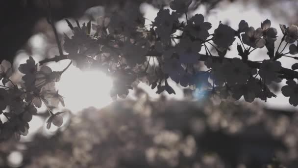 Ombre Fleur de cerisier au printemps reflet diurne — Video