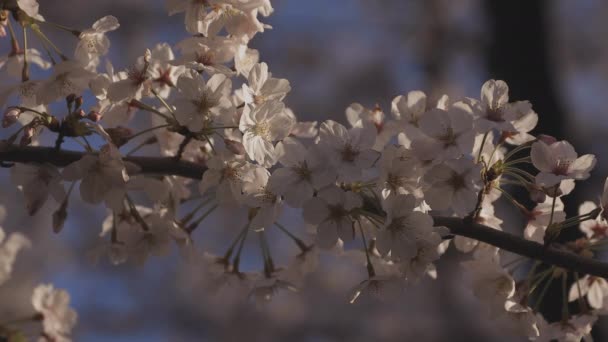 Schatten Kirschblüte im Frühling tagsüber — Stockvideo