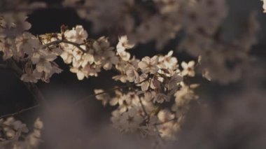 Baharda kiraz çiçeği açar.