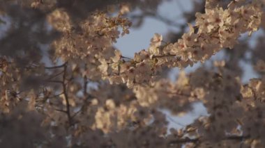 Baharda kiraz çiçeği açar.