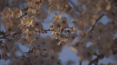 Baharda kiraz çiçeği açar.