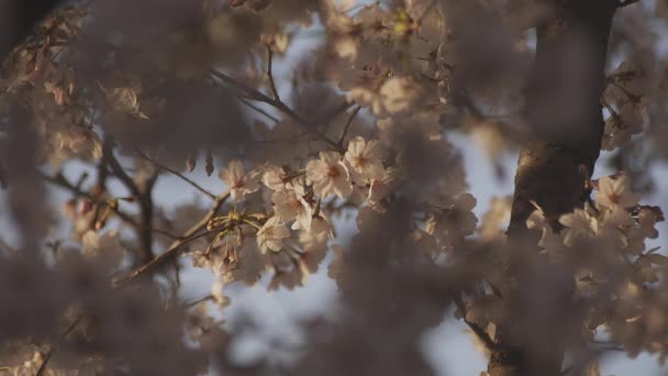 Třešňový květ na jaře — Stock video