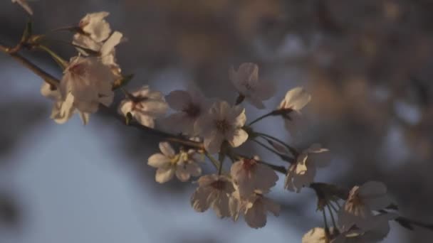 Flor de cerezo en la sombra en el día de primavera — Vídeo de stock