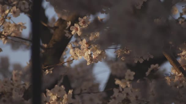 Shadow Cherry blossom in spring daytime — Stock Video