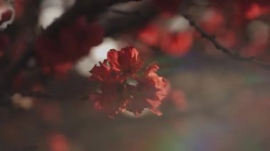 Bahar günündeki rüya gibi kırmızı kiraz çiçeği. Yakın plan.