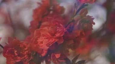 Bahar günündeki rüya gibi kırmızı kiraz çiçeği. Yakın plan.