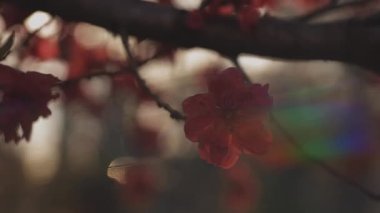 Bahar ortasında rüya gibi kırmızı kiraz çiçeği. Orta boy.