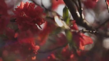 Bahar ortasında rüya gibi kırmızı kiraz çiçeği. Orta boy.
