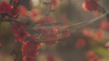 Bahar ortasında rüya gibi kırmızı kiraz çiçeği. Orta boy.