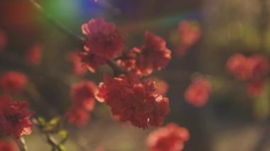 Bahar ortasında rüya gibi kırmızı kiraz çiçeği. Orta boy.