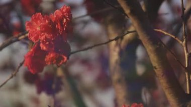 Bahar ortasında rüya gibi kırmızı kiraz çiçeği. Orta boy.