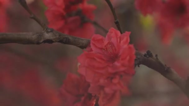 Verträumte rote Kirschblüte im Frühling tagsüber Nahaufnahme — Stockvideo