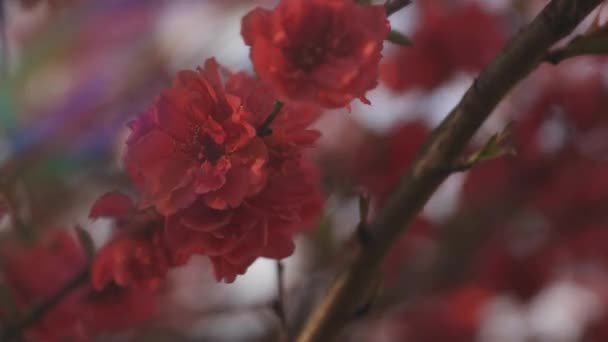 Bahar günündeki rüya gibi kırmızı kiraz çiçeği. Yakın plan. — Stok video
