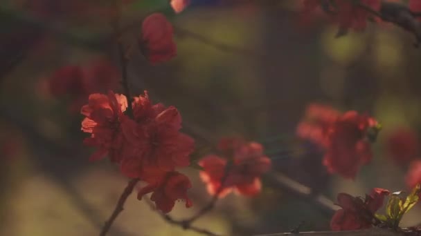 Мрійлива червона вишнева квітка у весняний день середній постріл — стокове відео