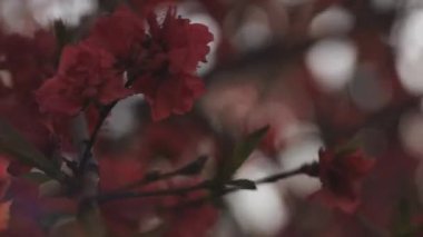 Bahar ortasında rüya gibi kırmızı kiraz çiçeği. Orta boy.