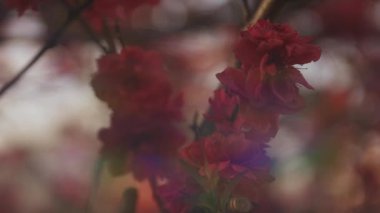 Bahar ortasında rüya gibi kırmızı kiraz çiçeği. Orta boy.