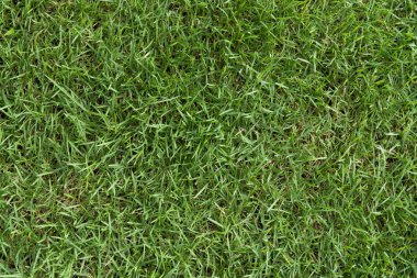 Yeşil çim arka plan, yenilemeyi doğal doku arka plan 