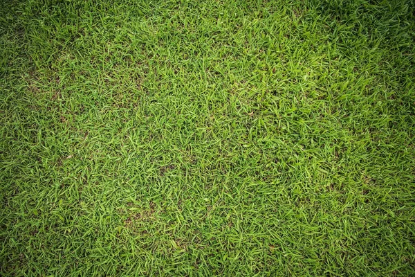 Textura de grama verde, fundo natural verde — Fotografia de Stock