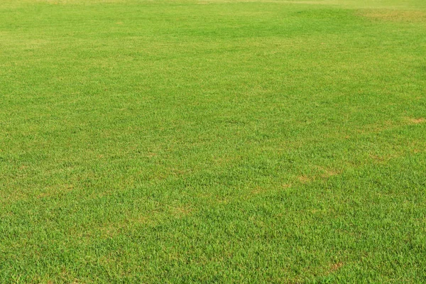 Fondo de hierba verde, Fondo de textura natural refrescante — Foto de Stock