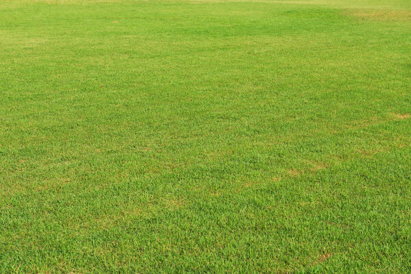 Green grass background,Refreshing natural texture background 