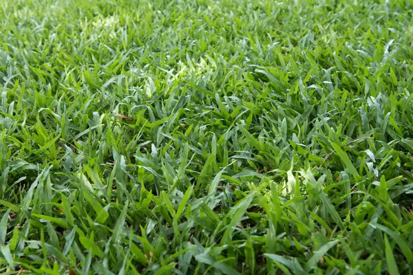 Fond d'herbe verte, fond de texture naturelle rafraîchissante — Photo