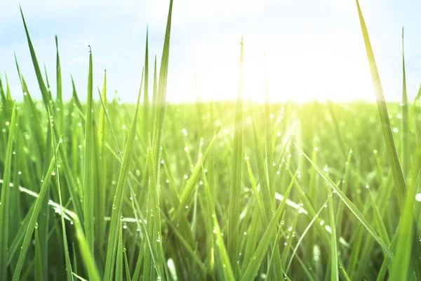 stock image Green rice field in local area thailand ,nature background