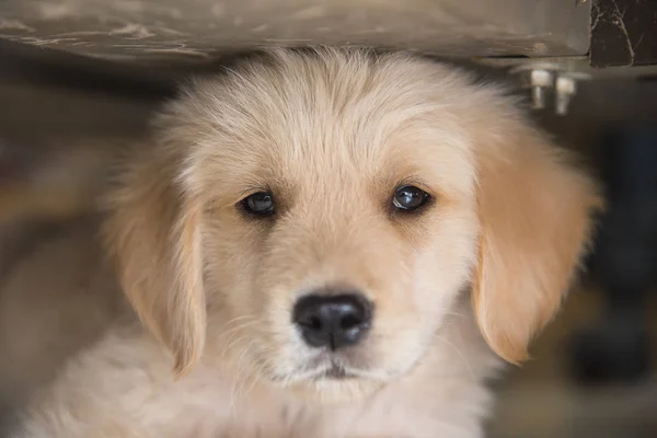 Beautiful puppy under table, Portrait — стоковое фото