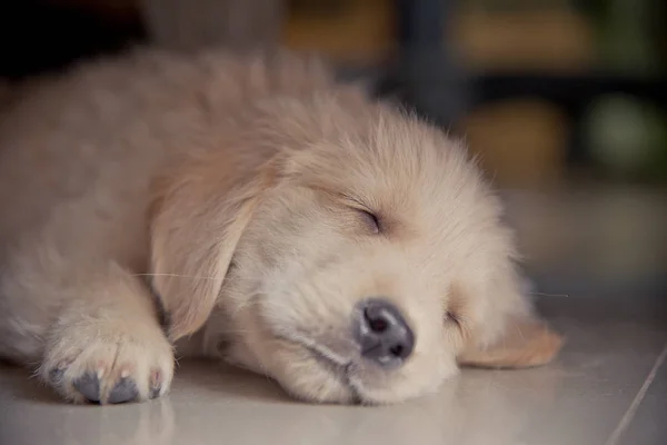 Beautiful puppy under table, Portrait — стоковое фото