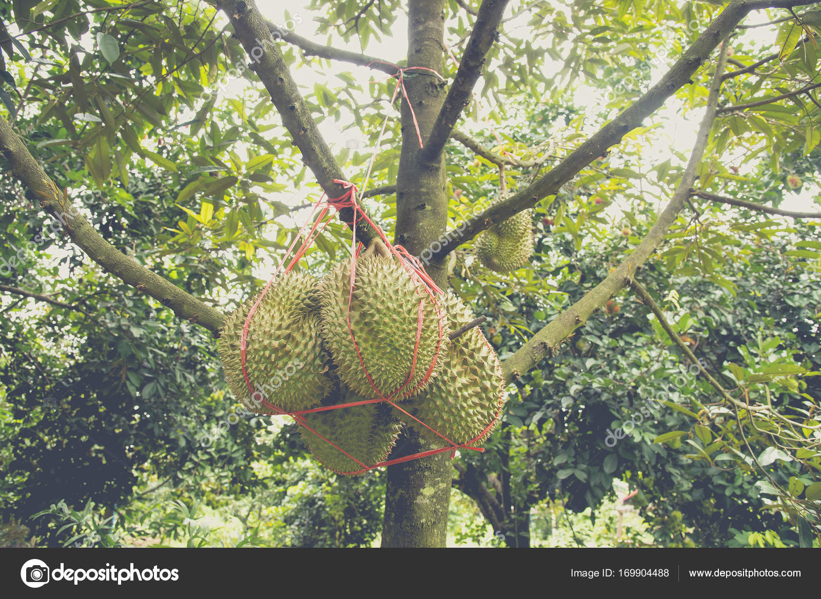 The King Of Fruit On The Tree In Thailand Durian Stock Photo