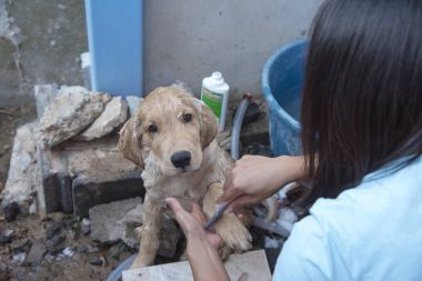 Sıcak bir yaz günü, yak²n bir duş alarak köpek