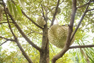 Durian ağaç, meyve bahçesinde kralı