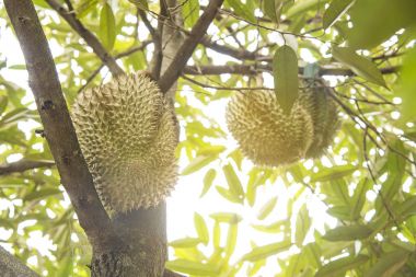 Durian ağaç, meyve Tayland Kralı