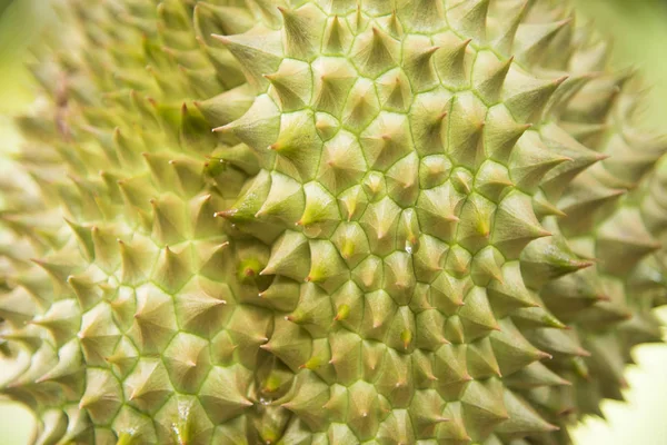 Tayland, ağaçta meyve kralı durian