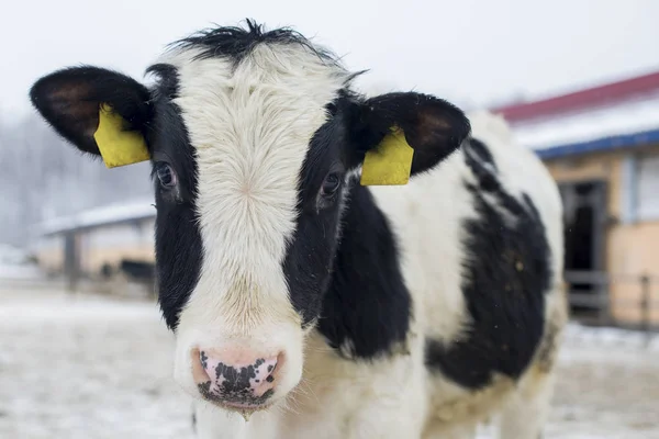 Black and white cow.