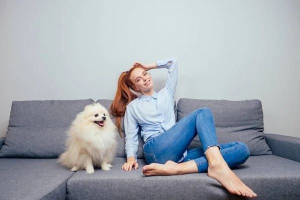 Szczęśliwy, rudowłosy rude kobieta w koszuli i dżinsy nasycone jej biały puszysty spitz odpocząć na szary nowy składany sofa copyspase — Zdjęcie stockowe