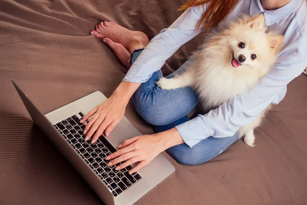 Kızıl saçlı, dizüstü bilgisayar kullanan kızıl saçlı kadın, dizlerinin üzerinde oturan tüylü tükürük, pencere arkasından gün batımı ışığı.
