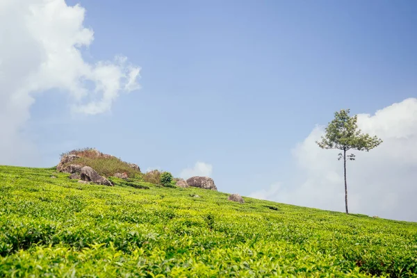 Plantação grande e verde sol de chá na Índia  . — Fotografia de Stock