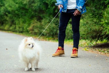 Afro-Amerikan adam pofuduk tükürüğüyle sokakta yürüyor, eğitimli köpek takımları eğitiyor.