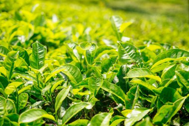 Hindistan 'daki Hint çay tarlaları ve yaprakları Kerala Munnar