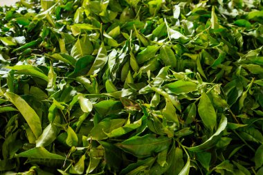 Kurutulmuş çay yaprakları. Hindistan 'daki çay fabrikasında üretim hattı Munnar