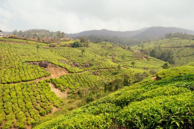 Hindistan 'da büyük ve güneş yeşili çaylar. .