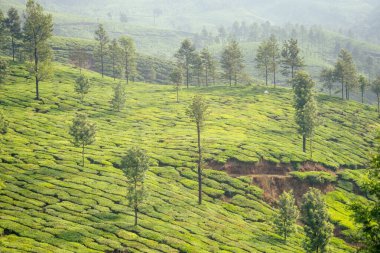 Hindistan 'daki Hint çay tarlaları ve yaprakları Kerala Munnar