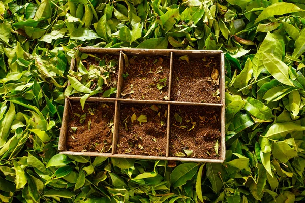 Perkebunan dan daun teh India di Kerala Munnar — Stok Foto