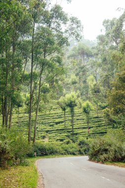 Hindistan 'daki Hint çay tarlaları ve yaprakları Kerala Munnar